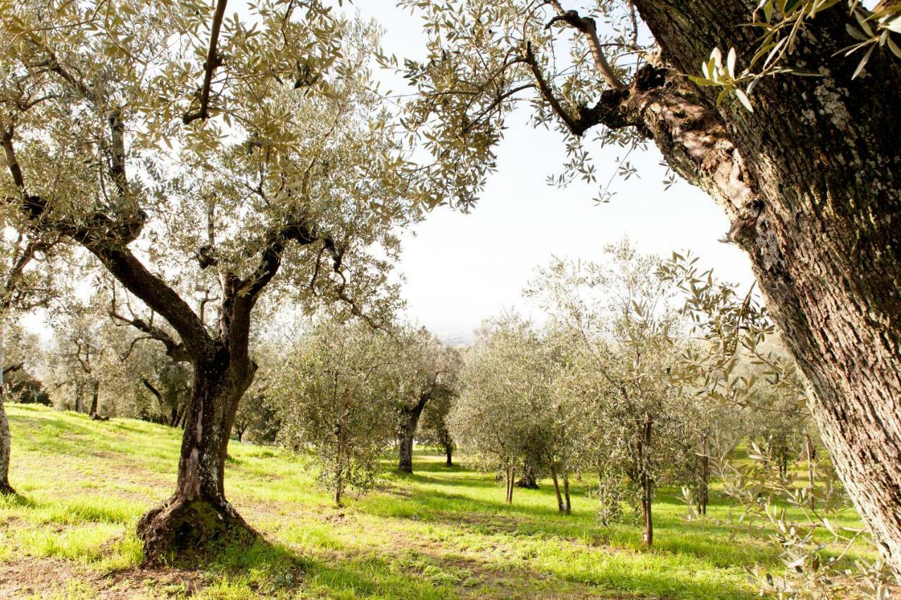 Agriturismo Podere Rondinaio Lamporecchio Exteriér fotografie